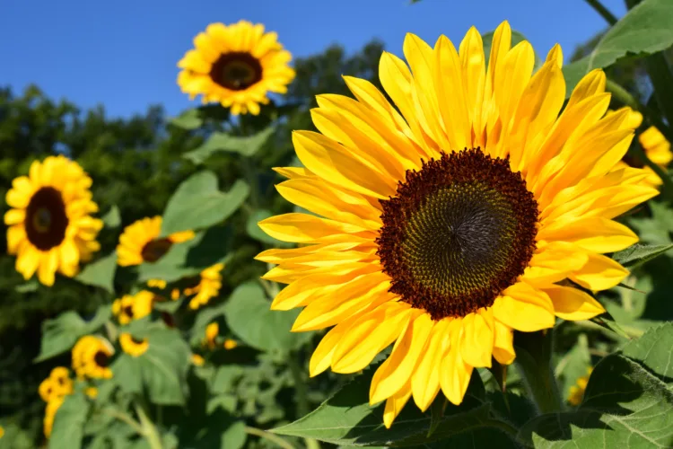 Prairie Fare: Sunflowers — Beauty, nutrition and North Dakota pride